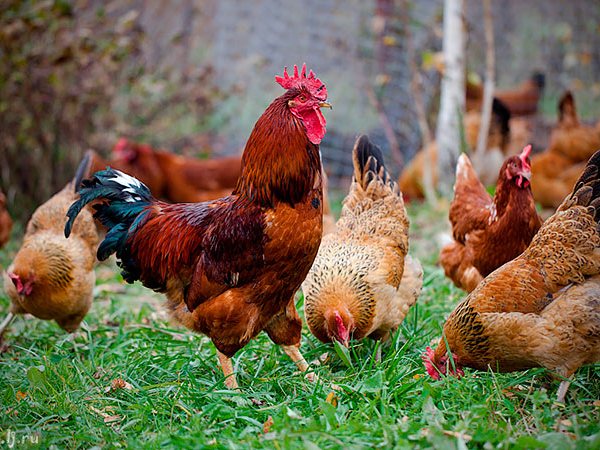 Породы куриц | ЗооТом - продажа, вязка и услуги для животных в Мосальске