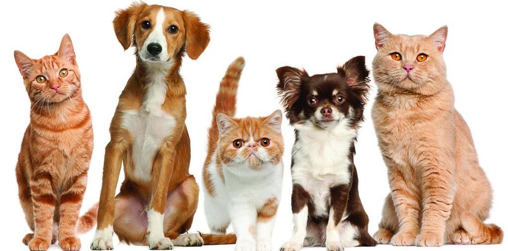 Доска объявлений о животных | ЗооТом - продажа, вязка и услуги для животных в Мосальске
