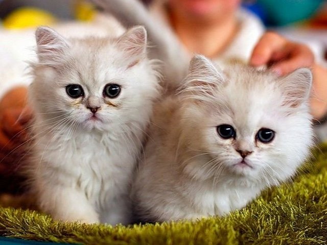 Породы кошек в Мосальске | ЗооТом портал о животных