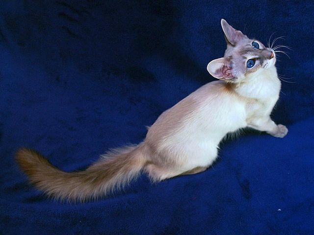 Выведенные породы кошек в Мосальске | ЗооТом портал о животных