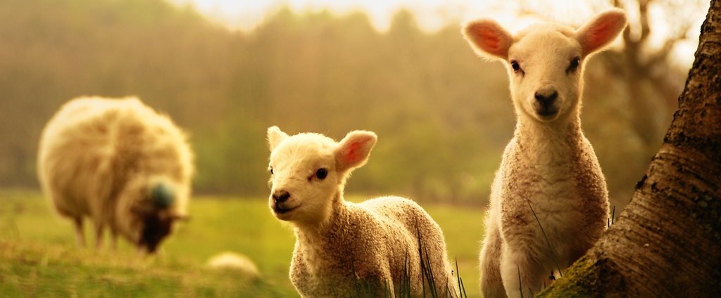 Объявления о сельскохозяйственных животных | ЗооТом - продажа, вязка и услуги для животных в Мосальске