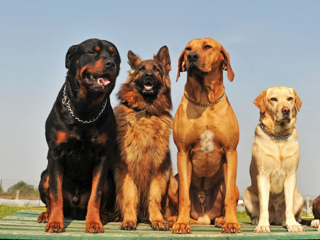 Крупные породы собак в Мосальске | ЗооТом портал о животных